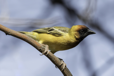 <i class='fa fa-user'></i> Paul van Giersbergen |   Geelrugwever  <i class='fa fa-eye'> 130</i>   <i class='fa fa-comment-o'> 1</i>