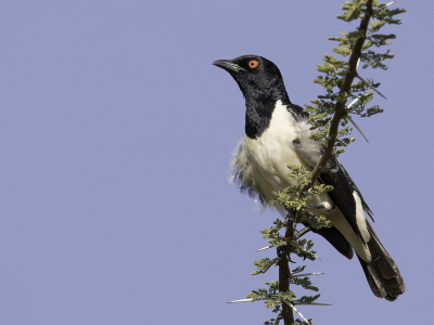 <i class='fa fa-user'></i> Paul van Giersbergen |   Spiegelspreeuw  <i class='fa fa-eye'> 131</i>   <i class='fa fa-comment-o'> 1</i>