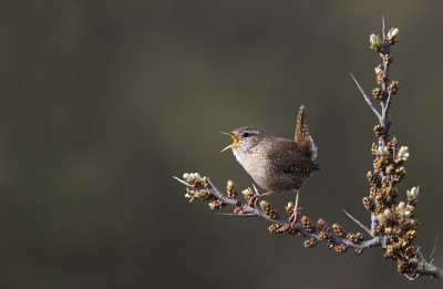 <i class='fa fa-user'></i> Bert Ooms |   Winterkoning  <i class='fa fa-eye'> 244</i>  <i class='fa fa-thumbs-up'> 18</i>   <i class='fa fa-comment-o'> 9</i>