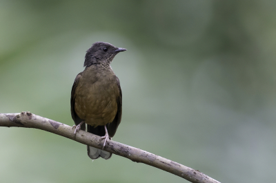 <i class='fa fa-user'></i> Paul van Giersbergen |   Witstaartlijster  <i class='fa fa-eye'> 140</i>  <i class='fa fa-thumbs-up'> 1</i>   <i class='fa fa-comment-o'> 1</i>