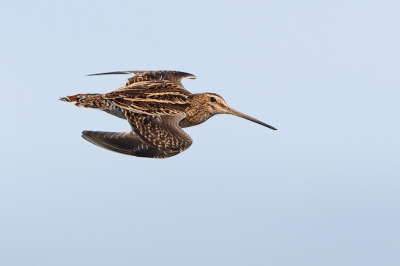 <i class='fa fa-user'></i> horneman69 |   Watersnip  <i class='fa fa-eye'> 343</i>  <i class='fa fa-thumbs-up'> 31</i>   <i class='fa fa-comment-o'> 13</i>