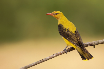 <i class='fa fa-user'></i> thijsglastra |   Wielewaal  <i class='fa fa-eye'> 533</i>  <i class='fa fa-thumbs-up'> 32</i>   <i class='fa fa-comment-o'> 24</i>