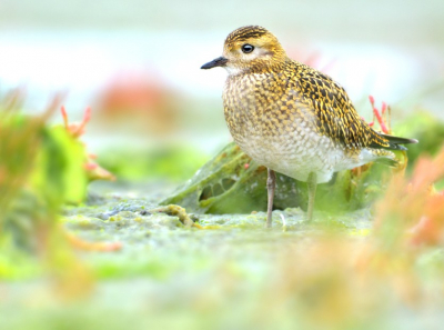 Ik was afgelopen weekend op Schier om vogels te ringen. Maar tussen de middag vang je altijd minder, dus besloot om er maar op uit te gaan. Als eerste ging ik naar de Jachthaven, ik had van tevoren het tij gecheckt en het was eb, dus er waren lekker veel vogels. Ik was nauwelijks aangekomen of ik zie een goudplevier dichtbij zitten. Dus langzaam ernaartoe gegaan, maar de vogel trok zich niks van mij aan. Dus de rest van de middag bij de 'goppel' geweest, hij kwam zelfs soms op zo'n twee meter afstand foerageren! Toen de plevier het voor gezien hield en ging slapen was het alweer tijd om terug te gaan naar het ringstation. 

Ik hoop dat de foto er goed doorkomt, heb al meer dan eens ervaren dat door het verkleinen voor Birdpix de foto erg veel kwaliteit verliest, hoop dat het nu goed gaat.