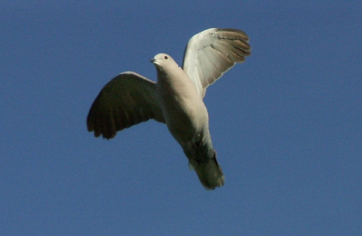 Ja, iets te zwaar uitgesneden. Helemaal scherp is-t-ie dus niet meer, maar de uitdrukking, de houding en de lichtval maken het toch wel een leuke plaat. 
Shutter: 1/2000