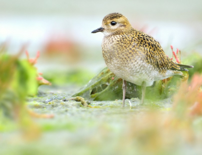 Ik was afgelopen weekend op Schier om vogels te ringen. Maar tussen de middag vang je altijd minder, dus besloot om er maar op uit te gaan. Als eerste ging ik naar de Jachthaven, ik had van tevoren het tij gecheckt en het was eb, dus er waren lekker veel vogels. Ik was nauwelijks aangekomen of ik zie een goudplevier dichtbij zitten. Dus langzaam ernaartoe gegaan, maar de vogel trok zich niks van mij aan. Dus de rest van de middag bij de 'goppel' geweest, hij kwam zelfs soms op zo'n twee meter afstand foerageren! Toen de plevier het voor gezien hield en ging slapen was het alweer tijd om terug te gaan naar het ringstation.

2e poging, iets minder bewerkt nu.