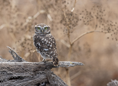 <i class='fa fa-user'></i> loek van de Leur |   Steenuil  <i class='fa fa-eye'> 280</i>  <i class='fa fa-thumbs-up'> 23</i>   <i class='fa fa-comment-o'> 12</i>