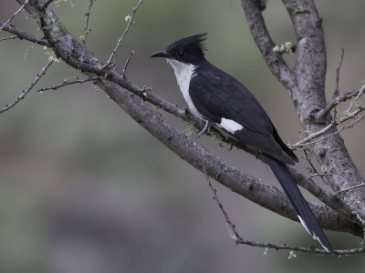 <i class='fa fa-user'></i> Paul van Giersbergen |   Jacobijnkoekoek  <i class='fa fa-eye'> 138</i>  <i class='fa fa-thumbs-up'> 7</i>   <i class='fa fa-comment-o'> 5</i>