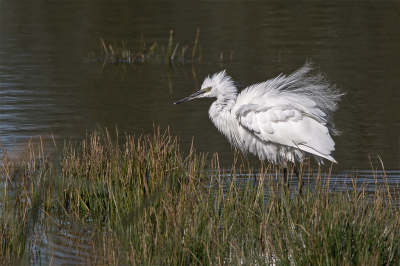 Wat een mooi gezicht, een Kleine Zilverreiger die zich voor je camera gaat staan uitschudden. (Helaas geen druppels, dus niet geschikt voor de MO.)