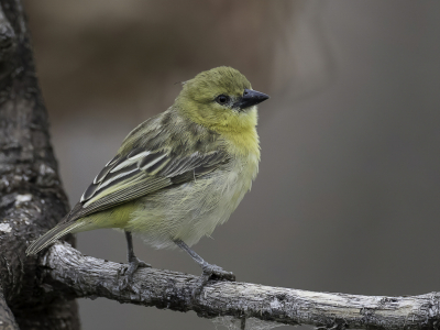 <i class='fa fa-user'></i> Paul van Giersbergen |   Dwergmaskerwever  <i class='fa fa-eye'> 113</i>   <i class='fa fa-comment-o'> 1</i>