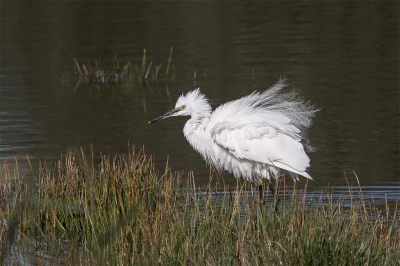 Wat een mooi gezicht, een Kleine Zilverreiger die zich voor je camera gaat staan uitschudden. (Helaas geen druppels, dus niet geschikt voor de MO.)