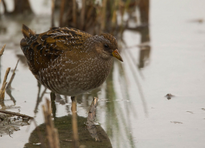 Zit je in een hut voor de Waterral.
Verschijnt deze soort in eens voor de lens, eigenlijk nog veel beter.