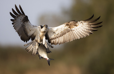 <i class='fa fa-user'></i> natuurflits |   Visarend  <i class='fa fa-eye'> 423</i>  <i class='fa fa-thumbs-up'> 26</i>   <i class='fa fa-comment-o'> 13</i>