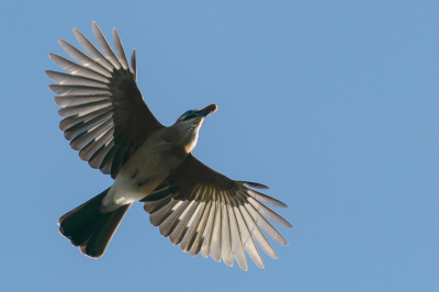 Vandaag maar weer eens de hort op, ditmaal met een nieuw experiment: een Sony A9 met een Sigma MC-11 en Canon 400mm f4 DO. Dat gaat verrassend goed samen. Had hier op het forum al het n en ander gelezen over deze 'oude' lens maar het is altijd leuk om te kijken hoe dat samengaat met moderne systeemcamera's. De Gaai werkte mooi mee, die was druk in de weer met het verzamelen van eikels.