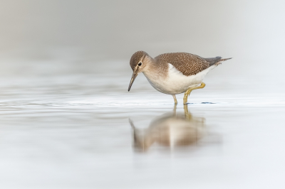 <i class='fa fa-user'></i> Katoo |   Oeverloper  <i class='fa fa-eye'> 198</i>  <i class='fa fa-thumbs-up'> 17</i>   <i class='fa fa-comment-o'> 11</i>