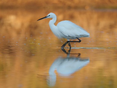 <i class='fa fa-user'></i> corvanspijk |   Kleine Zilverreiger  <i class='fa fa-eye'> 241</i>  <i class='fa fa-thumbs-up'> 17</i>   <i class='fa fa-comment-o'> 9</i>