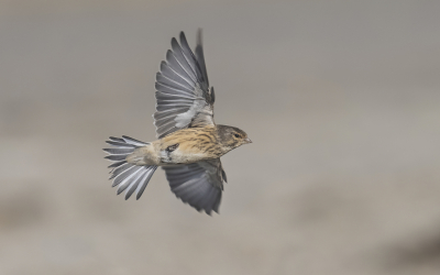 <i class='fa fa-user'></i> Lennart Verheuvel |   Kneu  <i class='fa fa-eye'> 262</i>  <i class='fa fa-thumbs-up'> 6</i>   <i class='fa fa-comment-o'> 3</i>