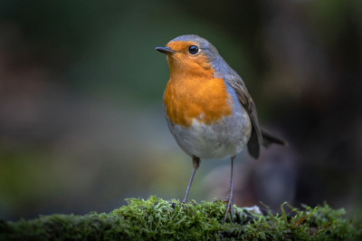 Ook de roodborst liet zich veelvuldig zien voor de HB 9 hut. Deze foto heb ik gekozen omdat ik het licht mooi op de roodborst vond vallen. Het is fijn als je in een donkere boshut veel zon hebt om nog aanvaardbare foto's te maken.