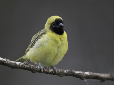 <i class='fa fa-user'></i> Paul van Giersbergen |   Dwergmaskerwever  <i class='fa fa-eye'> 120</i>   <i class='fa fa-comment-o'> 1</i>