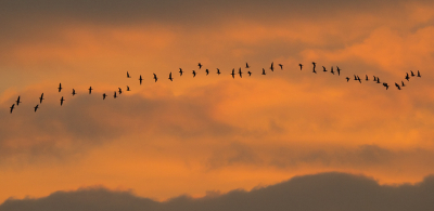 <i class='fa fa-user'></i> Truus Aletta Maan |   Grauwe Gans  <i class='fa fa-eye'> 188</i>  <i class='fa fa-thumbs-up'> 5</i>   <i class='fa fa-comment-o'> 9</i>