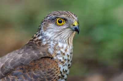 <i class='fa fa-user'></i> Katoo |   Sperwer  <i class='fa fa-eye'> 280</i>  <i class='fa fa-thumbs-up'> 18</i>   <i class='fa fa-comment-o'> 15</i>