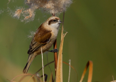 Na een tijdje in de hut heb je toch even behoefte aan een plaspauze. Tijdens deze pauze kwamen er 7 Buideelmezen over en lande vlak voor de hut/ Voorzichtig weer naar binnen geslopen en kon nog een aantal foto's maken.