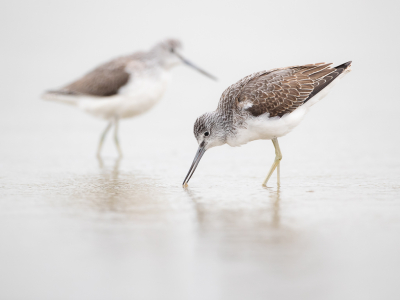 <i class='fa fa-user'></i> Richard Oud |   Groenpootruiter  <i class='fa fa-eye'> 193</i>  <i class='fa fa-thumbs-up'> 4</i>   <i class='fa fa-comment-o'> 2</i>