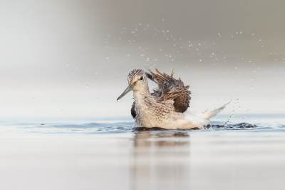 <i class='fa fa-user'></i> Katoo |   Groenpootruiter  <i class='fa fa-eye'> 270</i>  <i class='fa fa-thumbs-up'> 21</i>   <i class='fa fa-comment-o'> 10</i>