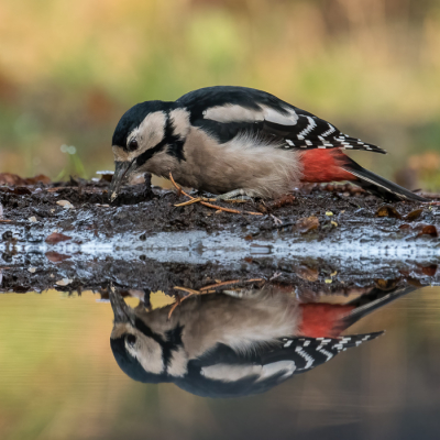 Geschoten in fotohut nummer zeven (Han Boumeester). Was een leuke dag met veel vogels, maar ook heel veel eekhoorntjes.