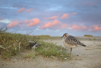 Eind augustus zat ik met de vogelwerkgroep van de NJN op Terschelling. Altijd lekker vogelen op dit eiland en het is bijna een jaarlijkse traditie dat rond die tijd van het jaar een tamme morinelplevier op het eiland zit. Zo ook dit jaar, welke ook weer ontzettend tam was. Soms tot op een halve meter afstand... Dat biedt natuurlijk mogelijkheden! Groothoeklens er op gezet en heel voorzichtig dichterbij getijgerd. Dat ging best aardig, want ik kon super dichtbij komen. Dat in combinatie met de ondergaande zon die op de wolken scheen, zorgde voor een kleurrijk tafereeltje. Heb me heerlijk uitgeleefd bij deze vogel, genieten!