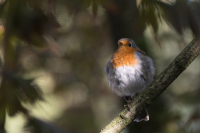 <i class='fa fa-user'></i> Gert-Jan Cromwijk |   Roodborst  <i class='fa fa-eye'> 165</i>  <i class='fa fa-thumbs-up'> 5</i>   <i class='fa fa-comment-o'> 5</i>