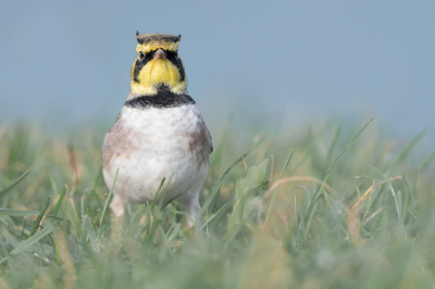 <i class='fa fa-user'></i> Hans Overduin |   Strandleeuwerik  <i class='fa fa-eye'> 492</i>  <i class='fa fa-thumbs-up'> 35</i>   <i class='fa fa-comment-o'> 16</i>