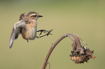 <i class='fa fa-user'></i> Vincent Vuik |   Paapje  <i class='fa fa-eye'> 346</i>  <i class='fa fa-thumbs-up'> 30</i>   <i class='fa fa-comment-o'> 18</i>