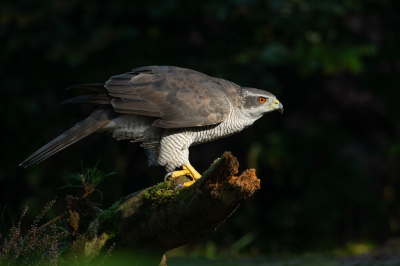 <i class='fa fa-user'></i> anevanrees |   Havik  <i class='fa fa-eye'> 410</i>  <i class='fa fa-thumbs-up'> 27</i>   <i class='fa fa-comment-o'> 13</i>