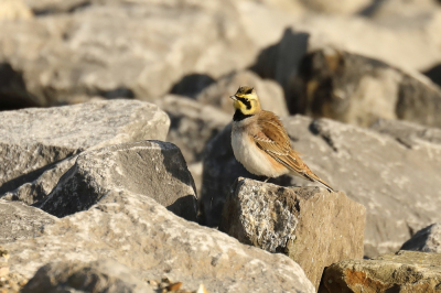 Regelmatig langs de Waddenzee gelopen en gefietst over een mooi aangelegd 
pad. Ineens zie ik daar tussen de basaltblokken de strandleeuwerik.
Heel blij was ik om dit prachtige vogeltje voor de eerste keer te zien.