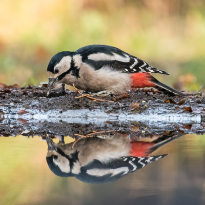 Geschoten in fotohut nummer zeven (Han Boumeester). Was een leuke dag met veel vogels, maar ook heel veel eekhoorntjes.