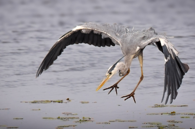 <i class='fa fa-user'></i> Ben Reitsma |   Blauwe Reiger  <i class='fa fa-eye'> 173</i>  <i class='fa fa-thumbs-up'> 1</i>   <i class='fa fa-comment-o'> 6</i>