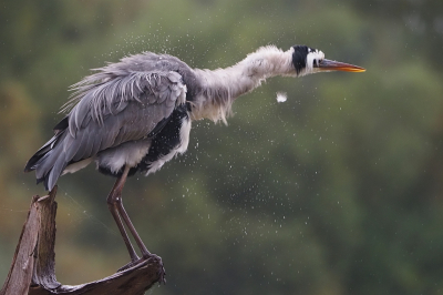 <i class='fa fa-user'></i> corvanspijk |   Blauwe Reiger  <i class='fa fa-eye'> 131</i>  <i class='fa fa-thumbs-up'> 8</i>   <i class='fa fa-comment-o'> 25</i>