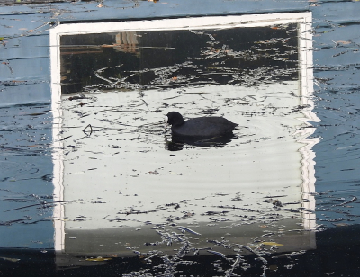 <i class='fa fa-user'></i> sieb |   Meerkoet  <i class='fa fa-eye'> 443</i>  <i class='fa fa-thumbs-up'> 42</i>   <i class='fa fa-comment-o'> 26</i>