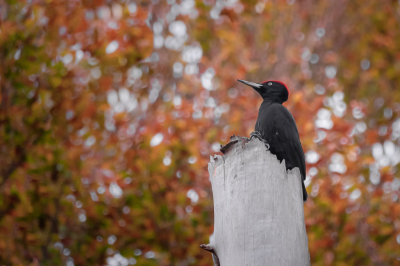 <i class='fa fa-user'></i> Vincent Vuik |   Zwarte Specht  <i class='fa fa-eye'> 333</i>  <i class='fa fa-thumbs-up'> 18</i>   <i class='fa fa-comment-o'> 17</i>