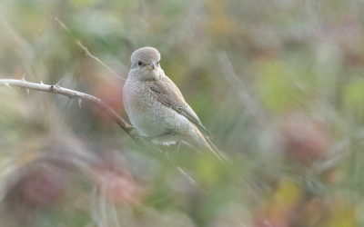 Tegenlichtomstandigheden in de late namiddag gaven me de mogelijkheid om niet tussen de andere fotografen te hoeven staan en een ander beeld te maken dan het standaard 'vogeltje op takje'. De vogel zat iets dieper in de braam- en rozenstruiken, waardoor de dromerige, zachte tinten eromheen iets toevoegden aan de tamelijk subtiel gekleurde vogel.
