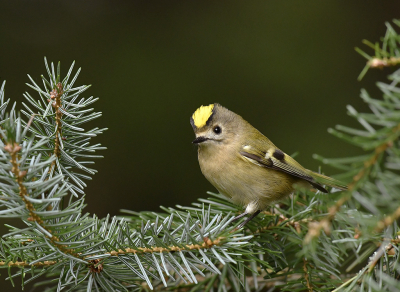 <i class='fa fa-user'></i> henkdikkers |   Goudhaan  <i class='fa fa-eye'> 256</i>  <i class='fa fa-thumbs-up'> 19</i>   <i class='fa fa-comment-o'> 14</i>