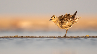 <i class='fa fa-user'></i> kevinhollmann |   Zilverplevier  <i class='fa fa-eye'> 385</i>  <i class='fa fa-thumbs-up'> 30</i>   <i class='fa fa-comment-o'> 16</i>