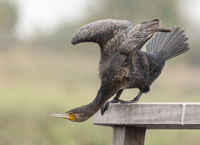 <i class='fa fa-user'></i> Fred |   Aalscholver  <i class='fa fa-eye'> 199</i>  <i class='fa fa-thumbs-up'> 19</i>   <i class='fa fa-comment-o'> 8</i>