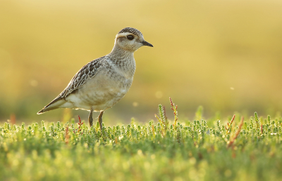 <i class='fa fa-user'></i> thijsglastra |   Morinelplevier  <i class='fa fa-eye'> 383</i>  <i class='fa fa-thumbs-up'> 26</i>   <i class='fa fa-comment-o'> 15</i>