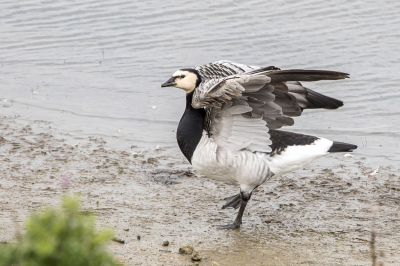 We zijn er even tussenuit, in Zeeland. Ondanks het mindere weer toch op pad geweest. Helaas weinig bijzondere foto's kunnen maken.
Maar deze Brandgans in de Flaauwers Inlaag was zo aardig om zijn verenkleed ook even 'van onderen' te laten zien. (En ik vind het sowieso al zulke mooie ganzen.)