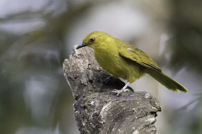 <i class='fa fa-user'></i> Paul van Giersbergen |   Dottergele Buulbuul  <i class='fa fa-eye'> 115</i>  <i class='fa fa-thumbs-up'> 2</i>   <i class='fa fa-comment-o'> 2</i>