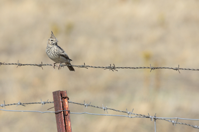 <i class='fa fa-user'></i> josephine |   Thekla's Leeuwerik  <i class='fa fa-eye'> 239</i>  <i class='fa fa-thumbs-up'> 10</i>   <i class='fa fa-comment-o'> 9</i>
