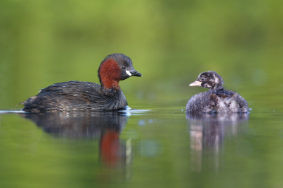 <i class='fa fa-user'></i> Gejo Wassink |   Dodaars  <i class='fa fa-eye'> 315</i>  <i class='fa fa-thumbs-up'> 29</i>   <i class='fa fa-comment-o'> 7</i>