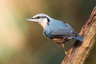 Boomklever gezien vanuit fotohut HBN 7 op de Lemelerberg. De vogel heeft uitgebreid geposeerd, en ik heb een paar mooie platen. Ik vind dit zelf de mooiste.