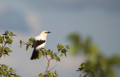 <i class='fa fa-user'></i> Bert Ooms |   Eksterbabbelaar  <i class='fa fa-eye'> 218</i>  <i class='fa fa-thumbs-up'> 8</i>   <i class='fa fa-comment-o'> 7</i>